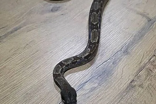 Boa dusiciel, Lubuskie, Żary