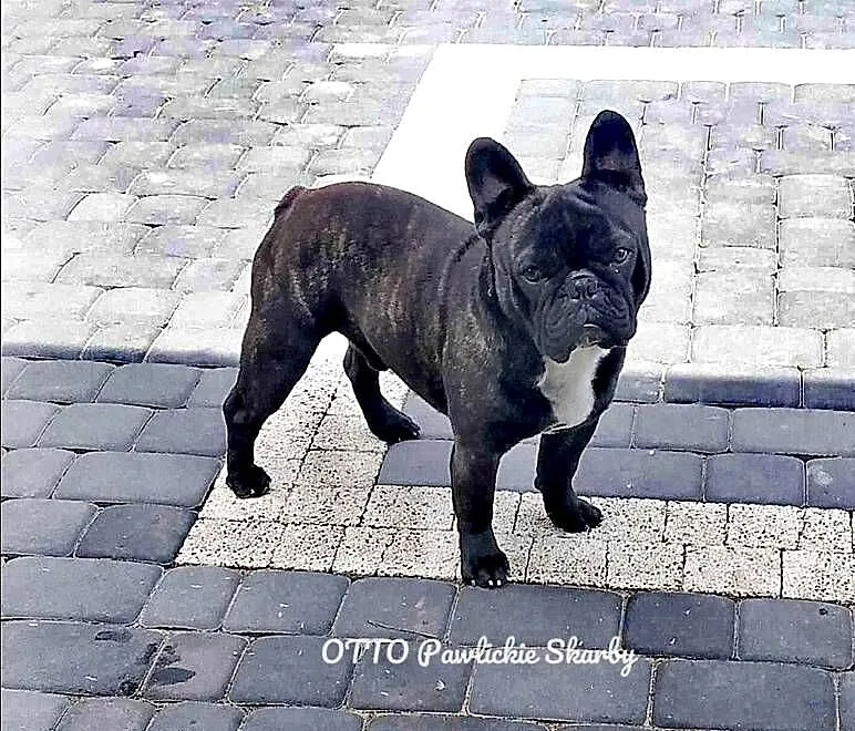 Szczenięta Buldoga Francuskiego, Kujawsko-pomorskie, Warlubie