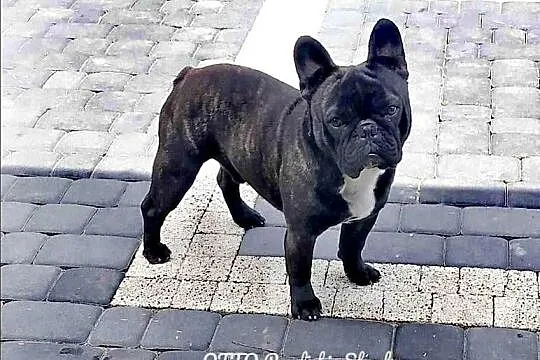 Szczenięta Buldoga Francuskiego, Kujawsko-pomorskie, Warlubie