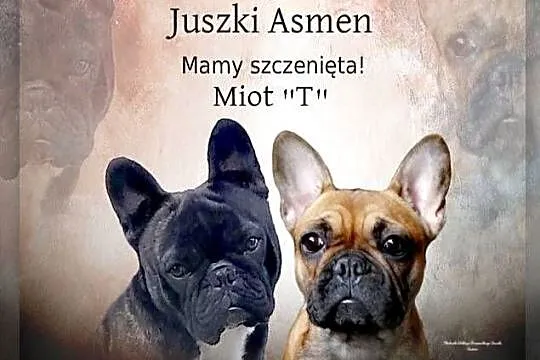 Szczenięta Buldoga Francuskiego, Kujawsko-pomorskie, Warlubie