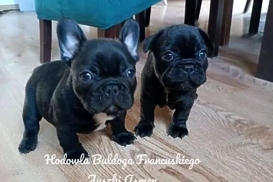 Szczenięta Buldoga Francuskiego, Kujawsko-pomorskie, Warlubie