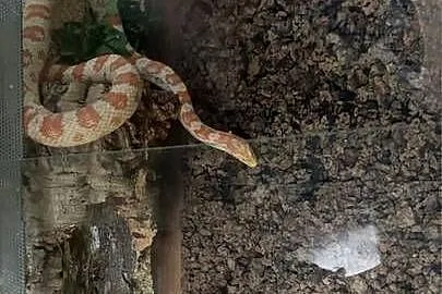 Sprzedam węża zbożowego z terrarium, Podkarpackie, Nowa Dęba