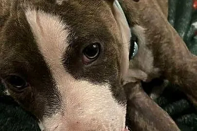 American Staffordshire Terrier