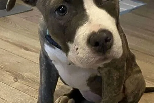 American Staffordshire Terrier, Wielkopolskie, Ostrów Wielkopolski