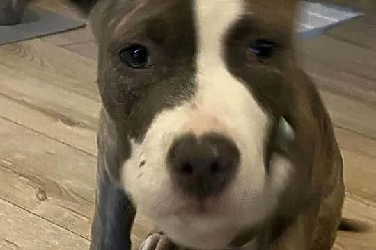 American Staffordshire Terrier, Wielkopolskie, Ostrów Wielkopolski