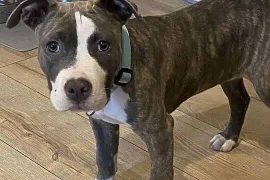 American Staffordshire Terrier, Wielkopolskie, Ostrów Wielkopolski