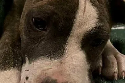 American Staffordshire Terrier, Wielkopolskie, Ostrów Wielkopolski