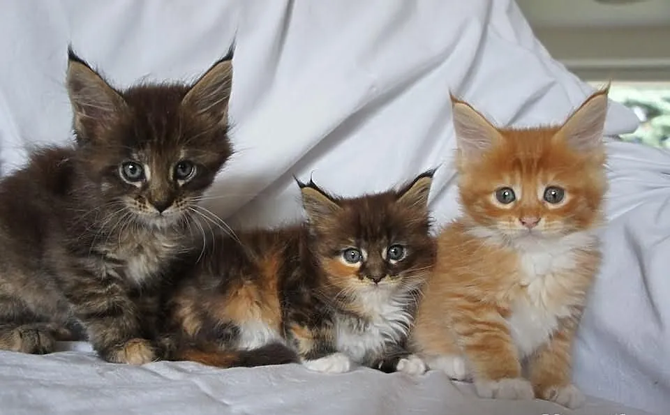 Piękne MAINE COON - ZDJĘCIA BEZ RETUSZU