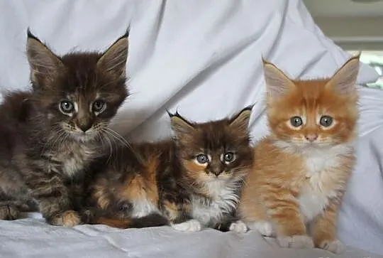 Piękne MAINE COON - ZDJĘCIA BEZ RETUSZU