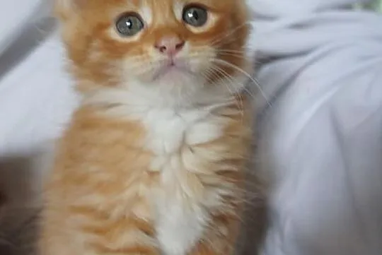 Piękne MAINE COON - ZDJĘCIA BEZ RETUSZU