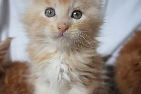 Piękne MAINE COON - ZDJĘCIA BEZ RETUSZU