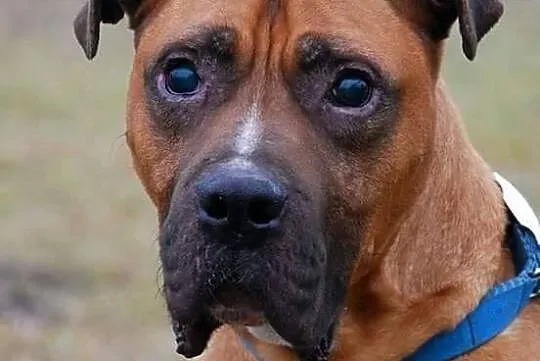Grzeczny przystojniak Aleks - mix boksera ADOPCJA
