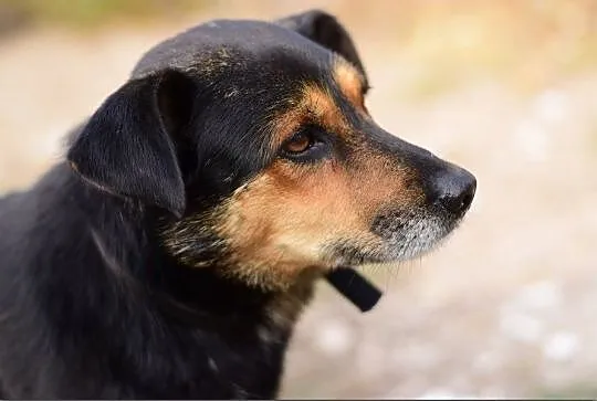 Średni,kontaktowy,radosny,przyjacielski,szczepiony piesek GOSZ.Adopcja, Śląskie, Katowice