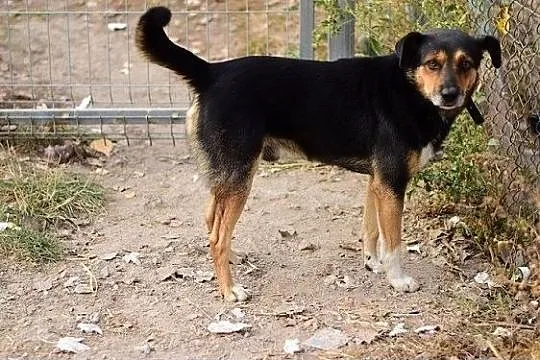Średni,kontaktowy,radosny,przyjacielski,szczepiony piesek GOSZ.Adopcja, Śląskie, Katowice