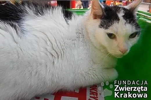 Pusia - śliczna kocia panienka,  małopolskie Krakó