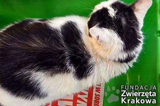 Pusia - śliczna kocia panienka,  małopolskie Krakó