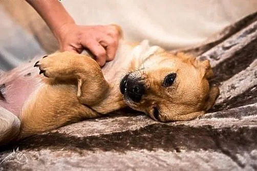 Urocza Pralina czeka na człowieka o dobrym sercu.,