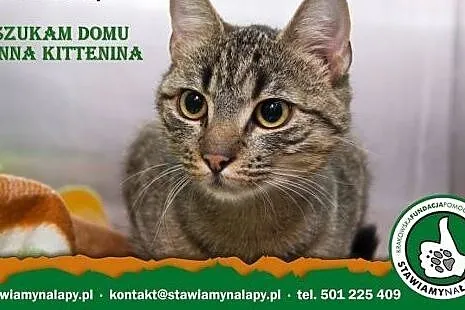 Anna Kitenina. Fundacja Stawiamy Na Łapy,  małopol