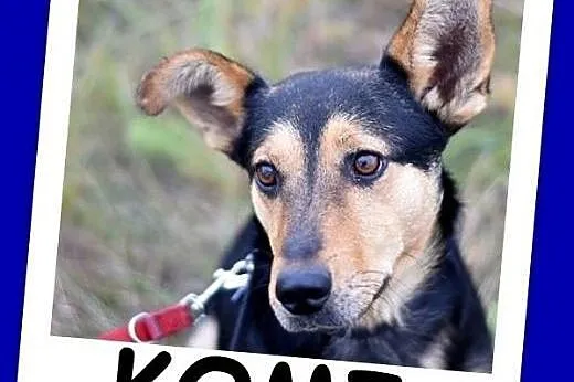 Roczny piesek, średni 10 kg, sympatyczny,kontaktowy KOMI.Adopcja,  łódzkie Łódź