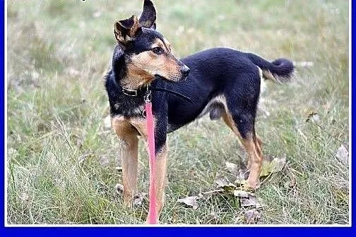 Roczny piesek, średni 10 kg, sympatyczny,kontaktow