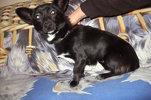 MIGOTKA  9-10 mies,wazy 5 kg,malutka jamnisiowata sunia.,  Kundelki cała Polska