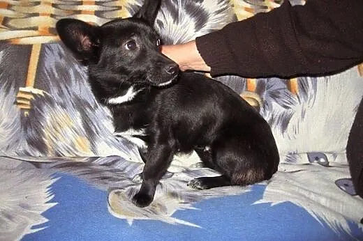 MIGOTKA  9-10 mies,wazy 5 kg,malutka jamnisiowata 