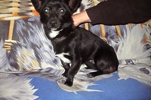 MIGOTKA  9-10 mies,wazy 5 kg,malutka jamnisiowata 