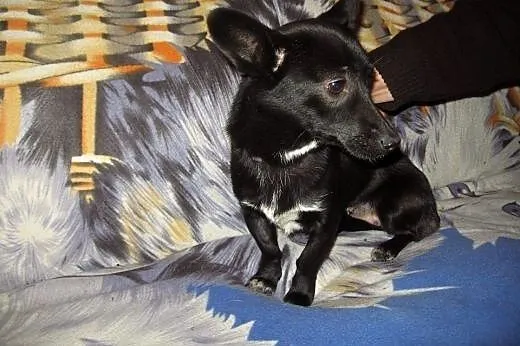 MIGOTKA  9-10 mies,wazy 5 kg,malutka jamnisiowata 