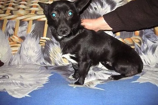MIGOTKA  9-10 mies,wazy 5 kg,malutka jamnisiowata 