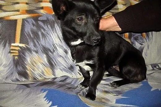 MIGOTKA  9-10 mies,wazy 5 kg,malutka jamnisiowata 
