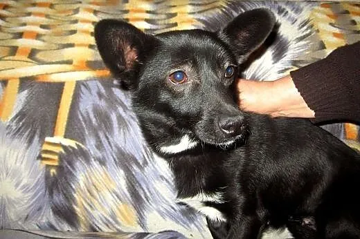 MIGOTKA  9-10 mies,wazy 5 kg,malutka jamnisiowata 