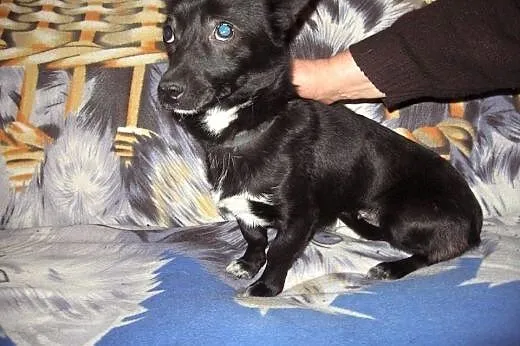 MIGOTKA  9-10 mies,wazy 5 kg,malutka jamnisiowata 
