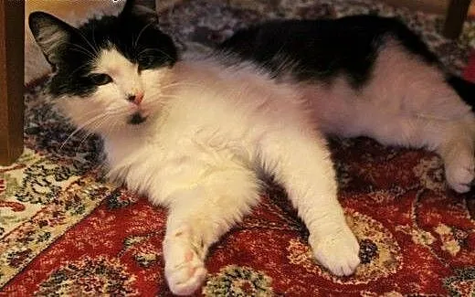Freddie - uroczy, uratowany kocurek szuka domu!,