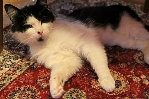 Freddie - uroczy, uratowany kocurek szuka domu!,  