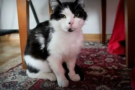Freddie - uroczy, uratowany kocurek szuka domu!,  