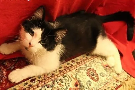 Freddie - uroczy, uratowany kocurek szuka domu!,  
