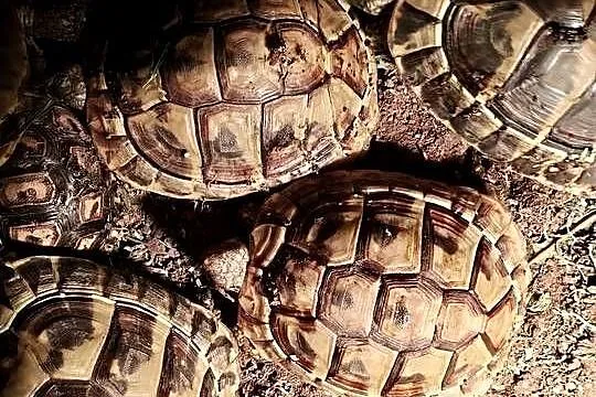 Żółw Grecki Olsztyn bezpieczna wysyłka cała Polska, Warmińsko-mazurskie, Olsztyn