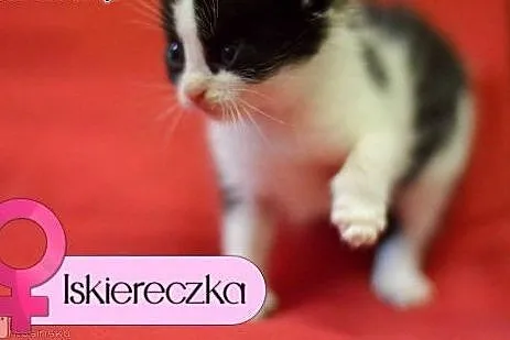 10 tygodniowe KOCIĘTA, piękne, wesołe maluszki do 