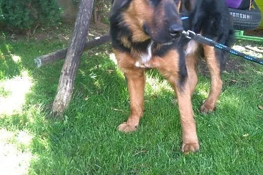 Mix owczarka 8-10 miesiecy,przyjacielski,30kg,adopcja!!,  małopolskie Kraków