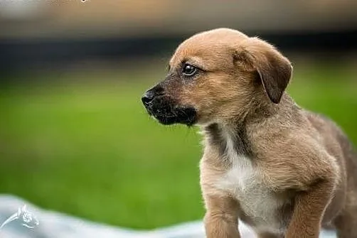 Cudny psiaczek szuka domu - szczeniak do adopcji,  mazowieckie Warszawa