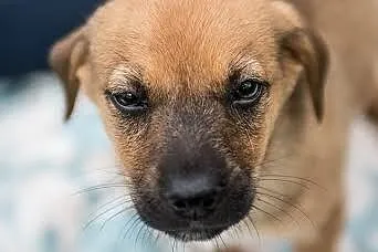 Cudny psiaczek szuka domu - szczeniak do adopcji, 