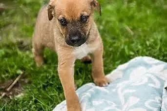Cudny psiaczek szuka domu - szczeniak do adopcji, 