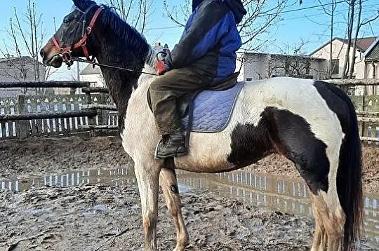 Konie Lądek, 