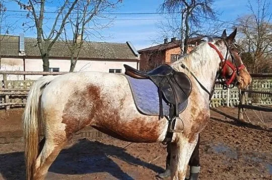 Konie Lądek, 
