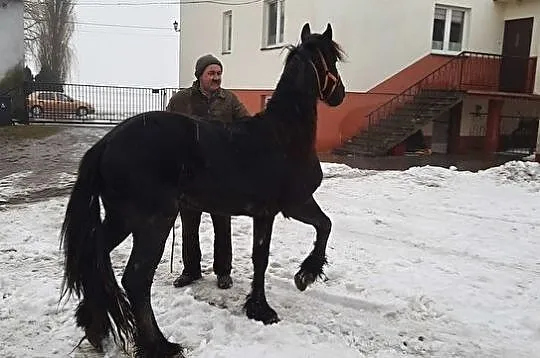 Konie Lądek, 