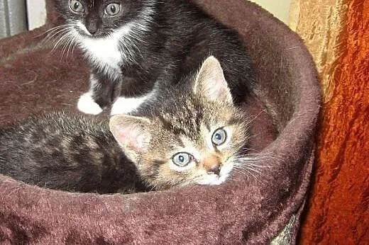 Kociczka Zuzia 6 tyg.adopcja!!,  świętokrzyskie Kielce