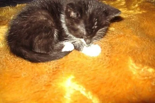 Kociczka Zuzia 6 tyg.adopcja!!,  świętokrzyskie Ki