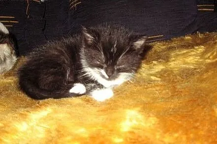 Kociczka Zuzia 6 tyg.adopcja!!,  świętokrzyskie Ki