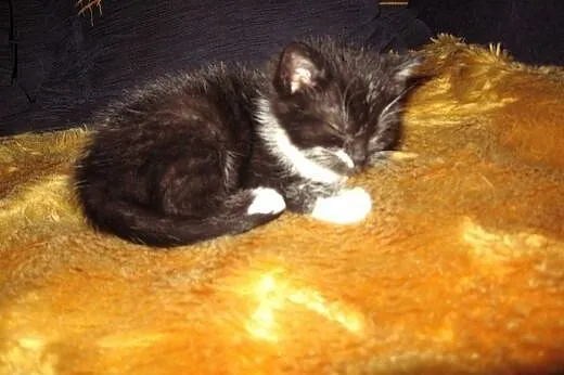 Kociczka Zuzia 6 tyg.adopcja!!,  świętokrzyskie Ki