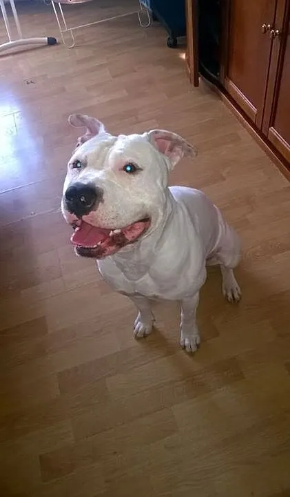 Krycie Psem rasy Amstaff, małopolskie Kraków